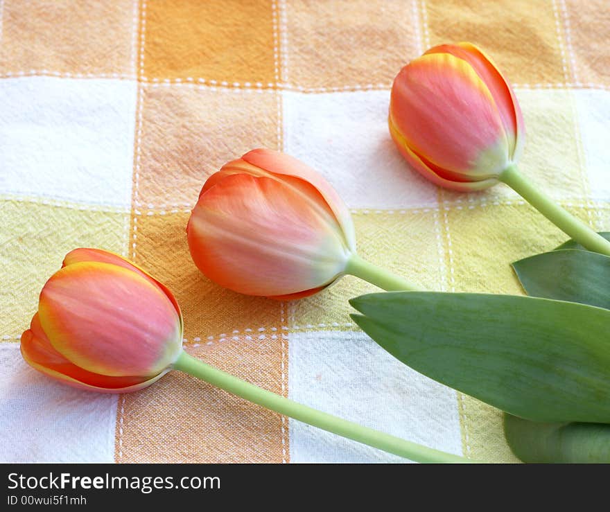 Pretty spring coral tulips on matching textile