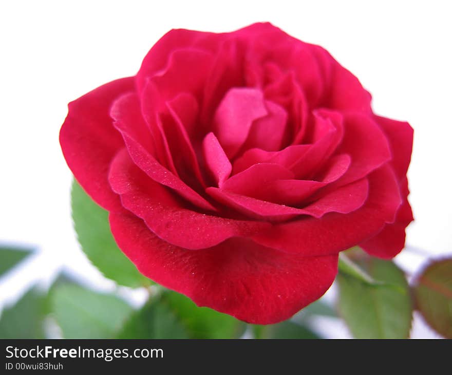 A red rose in a white background