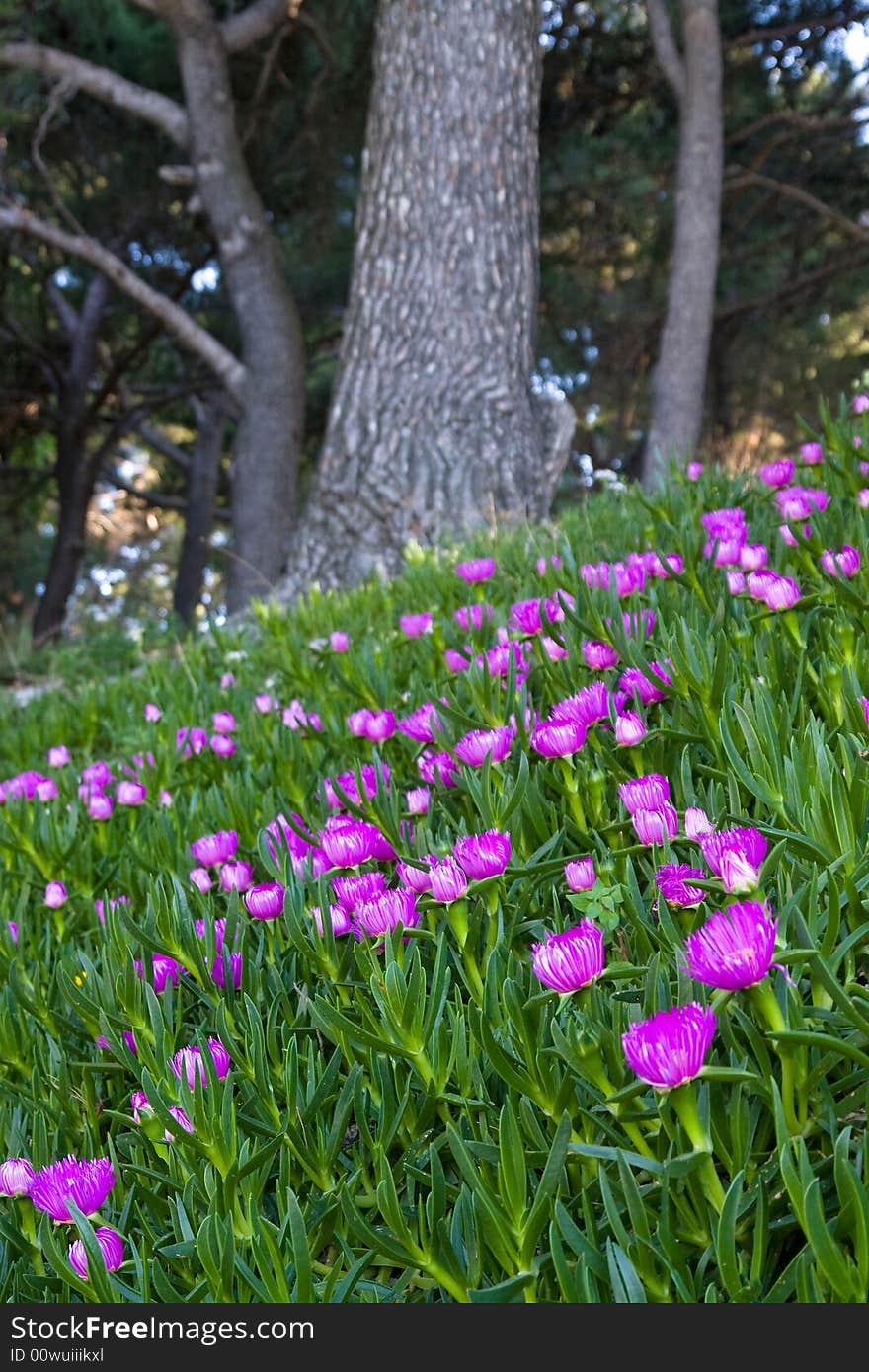 A field of purple flowers at the daylight in the park. A field of purple flowers at the daylight in the park