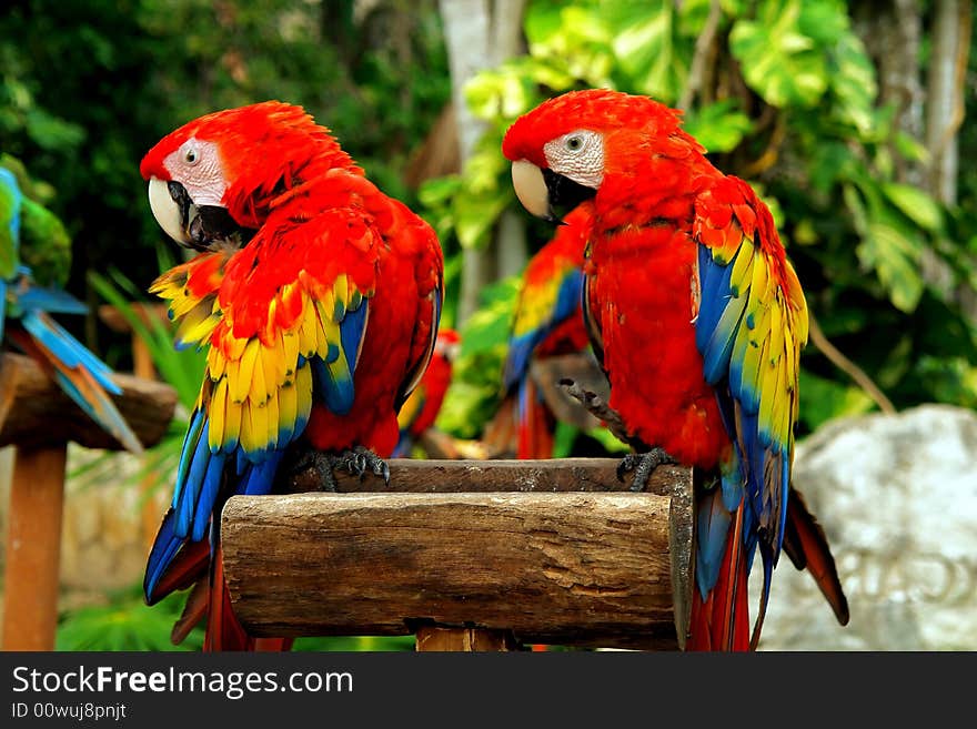 Colorful red couple of tropical birds. Colorful red couple of tropical birds