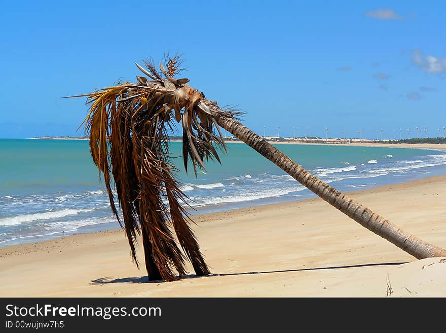 Tropical beach view with palm tree. Tropical beach view with palm tree