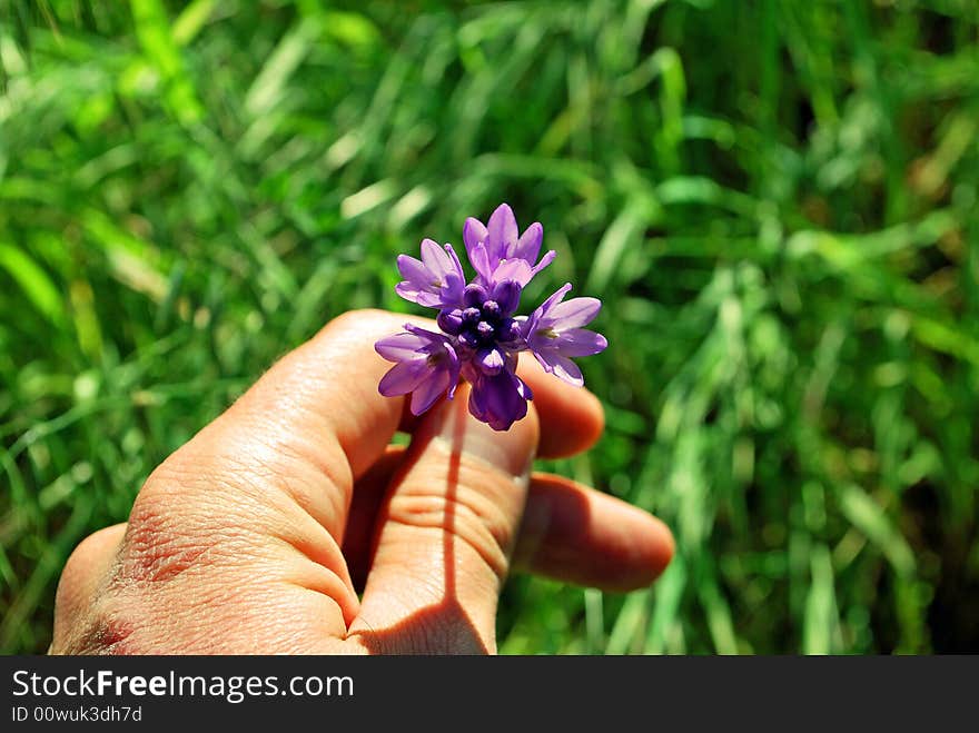 Wild Flowers in Full Spring, Mt. Wanda