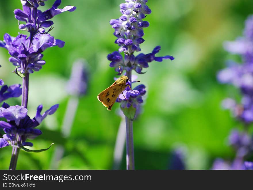 Butterfly On Purple Flower