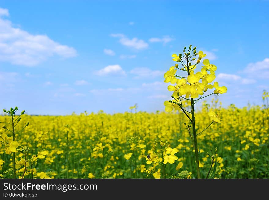 Rape oilseed flower over blooming field. Rape oilseed flower over blooming field