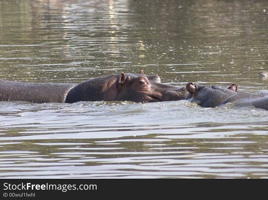 A hipo in the water at the safari in ramat gan, israel