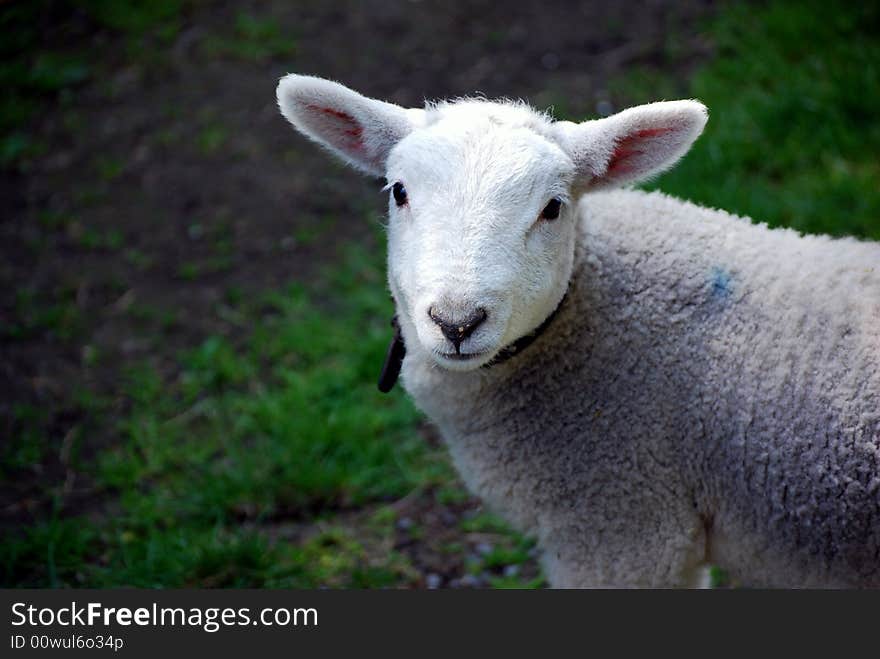 Lamb