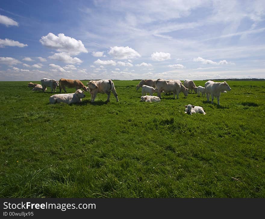 Cows on the green field