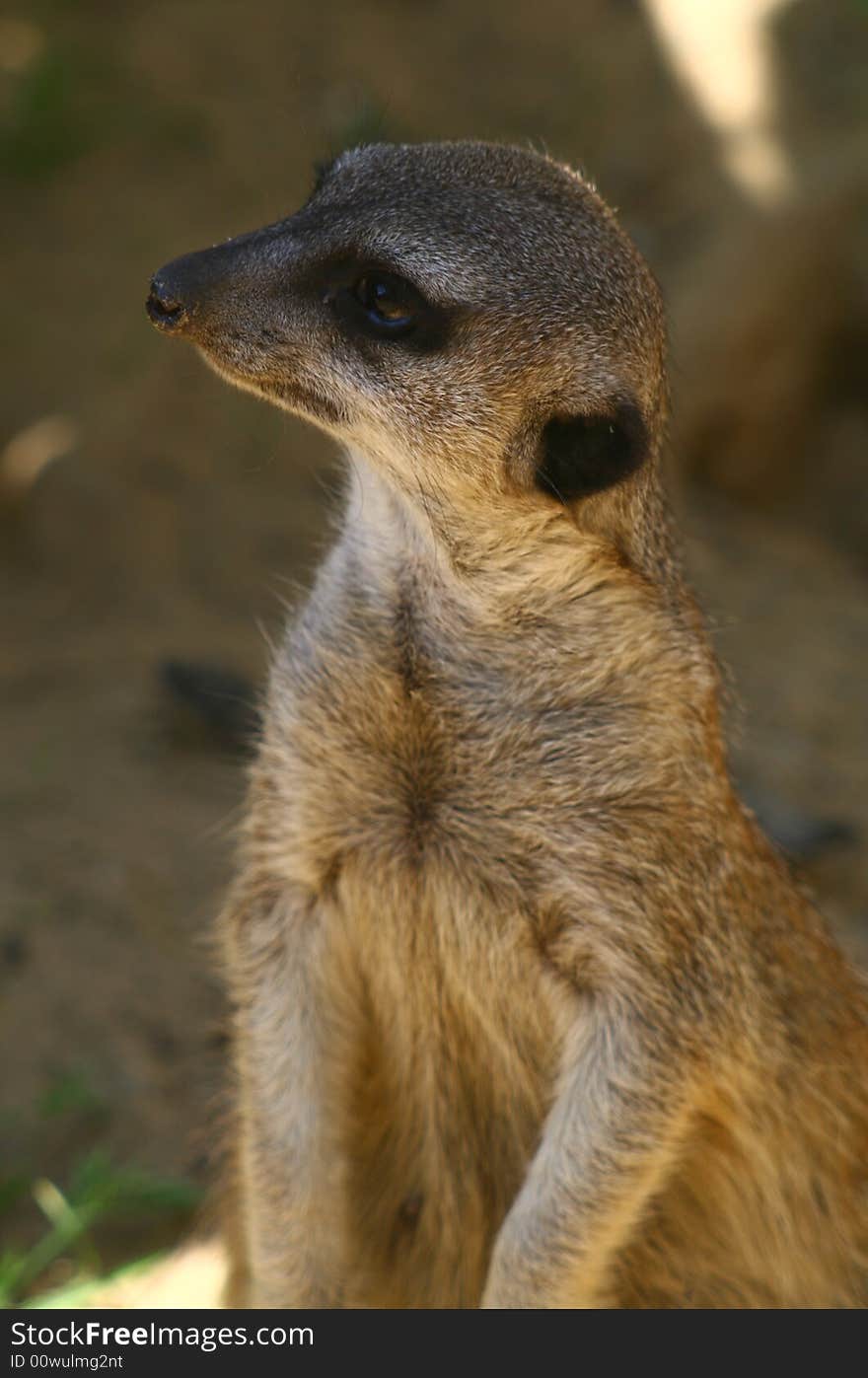 Suricata suricatta