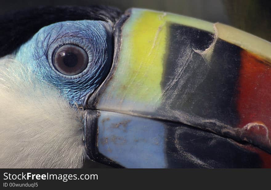 Blue toucan