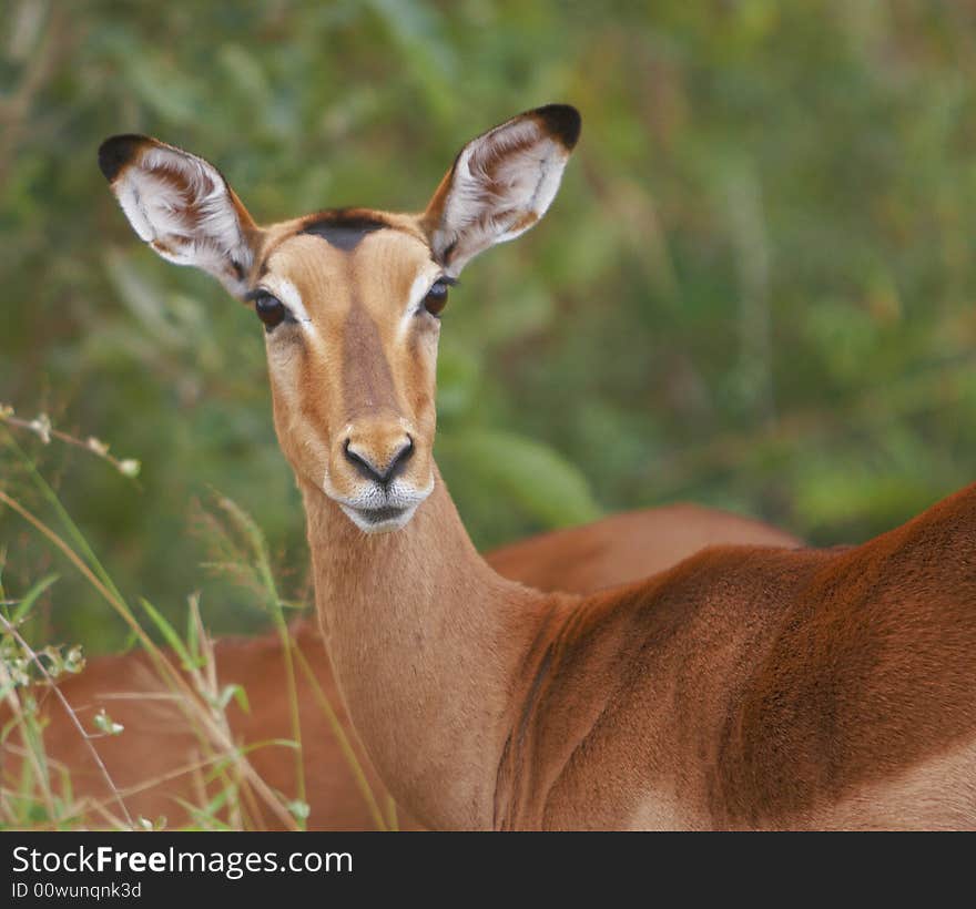 Impala Antelope