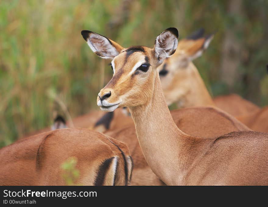 Impala Antelope Sideways