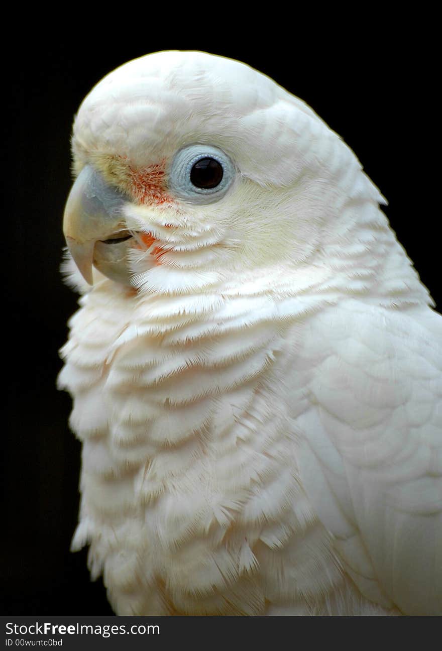 Portrait of a cockatoo bird