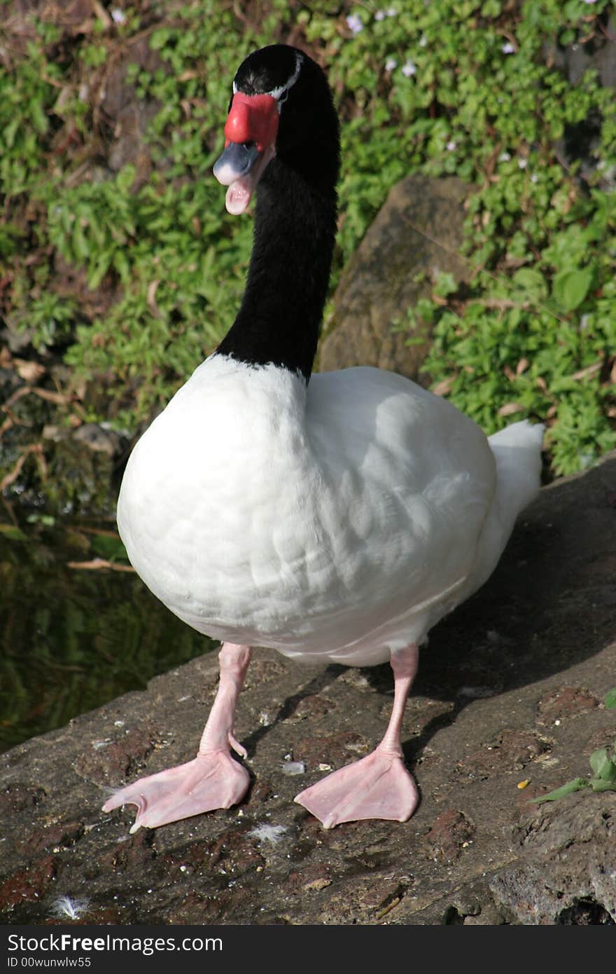 Black and white duck by the water. Black and white duck by the water