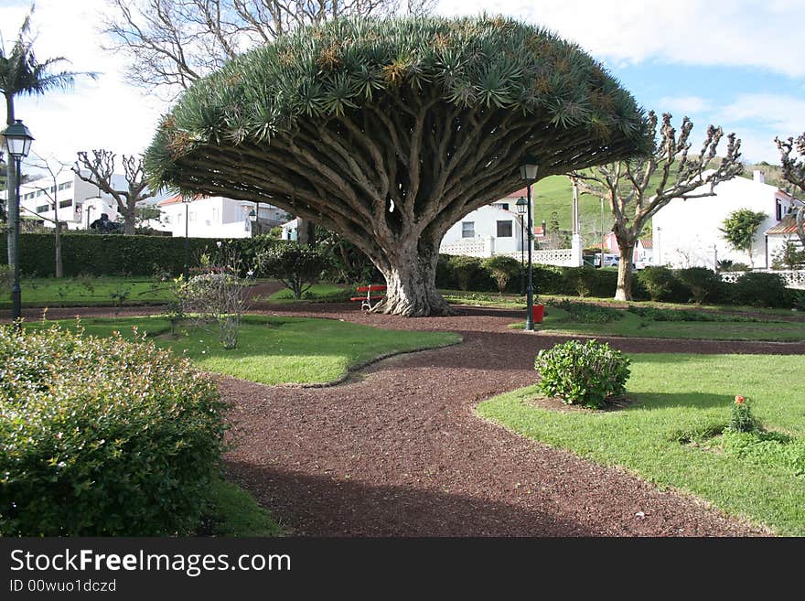 Dragon tree photo taken on horta city garden