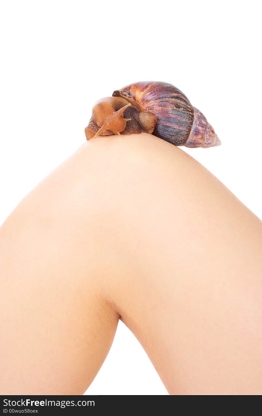 Snail