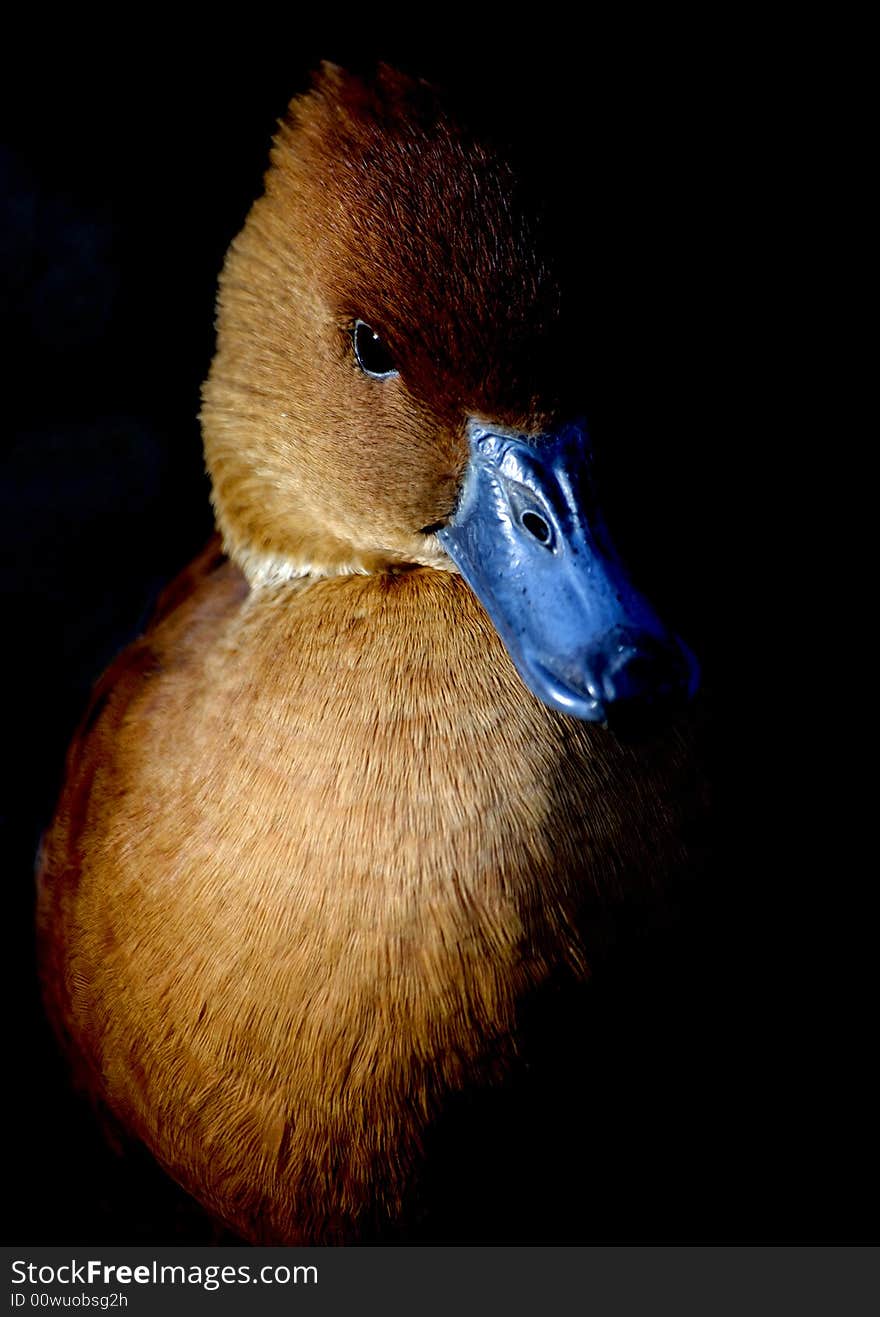 Portrait of a blue billed duck