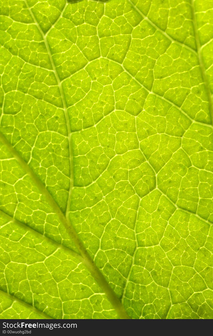 Amazing close up of green leaf