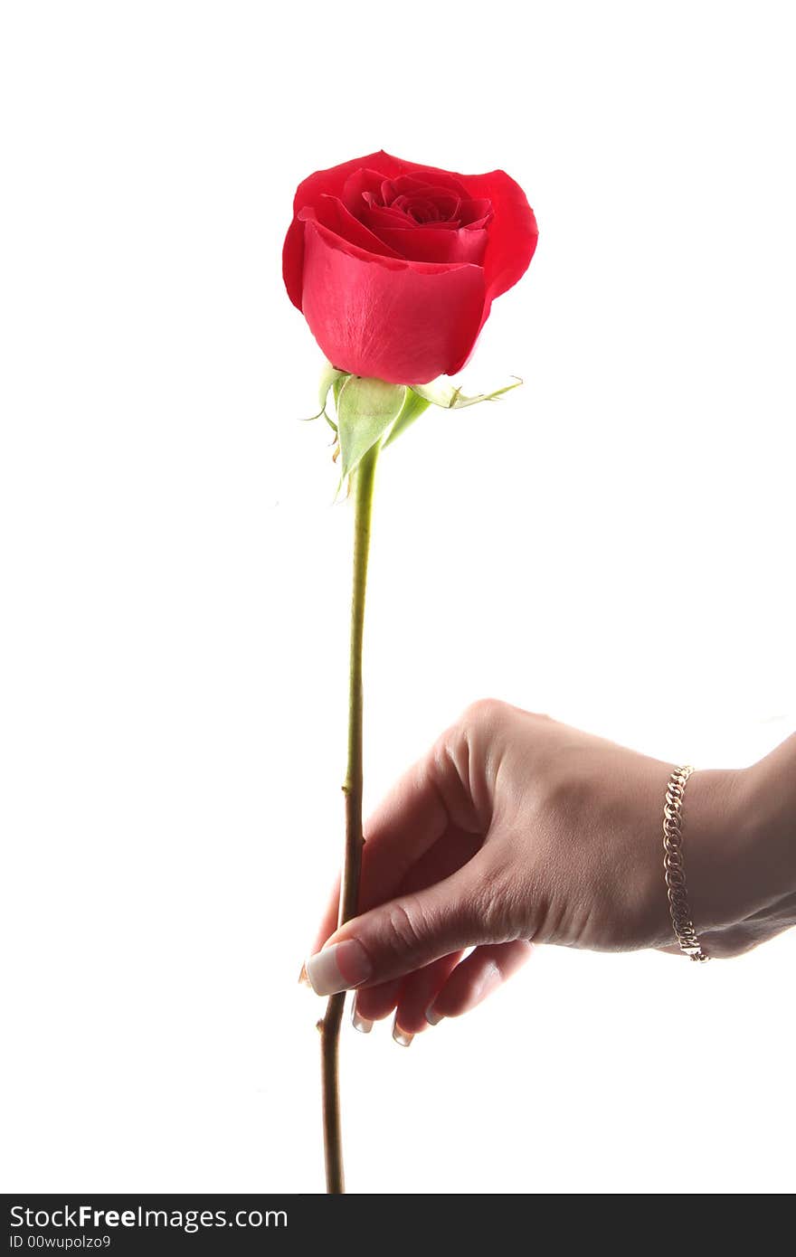 Woman Hand with a Red Rose isolated on white background. Woman Hand with a Red Rose isolated on white background