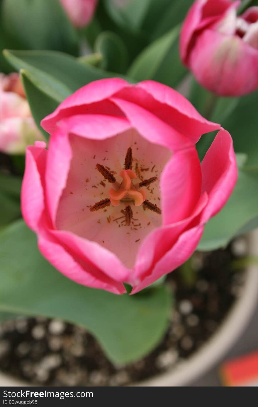 Pink tulip flower