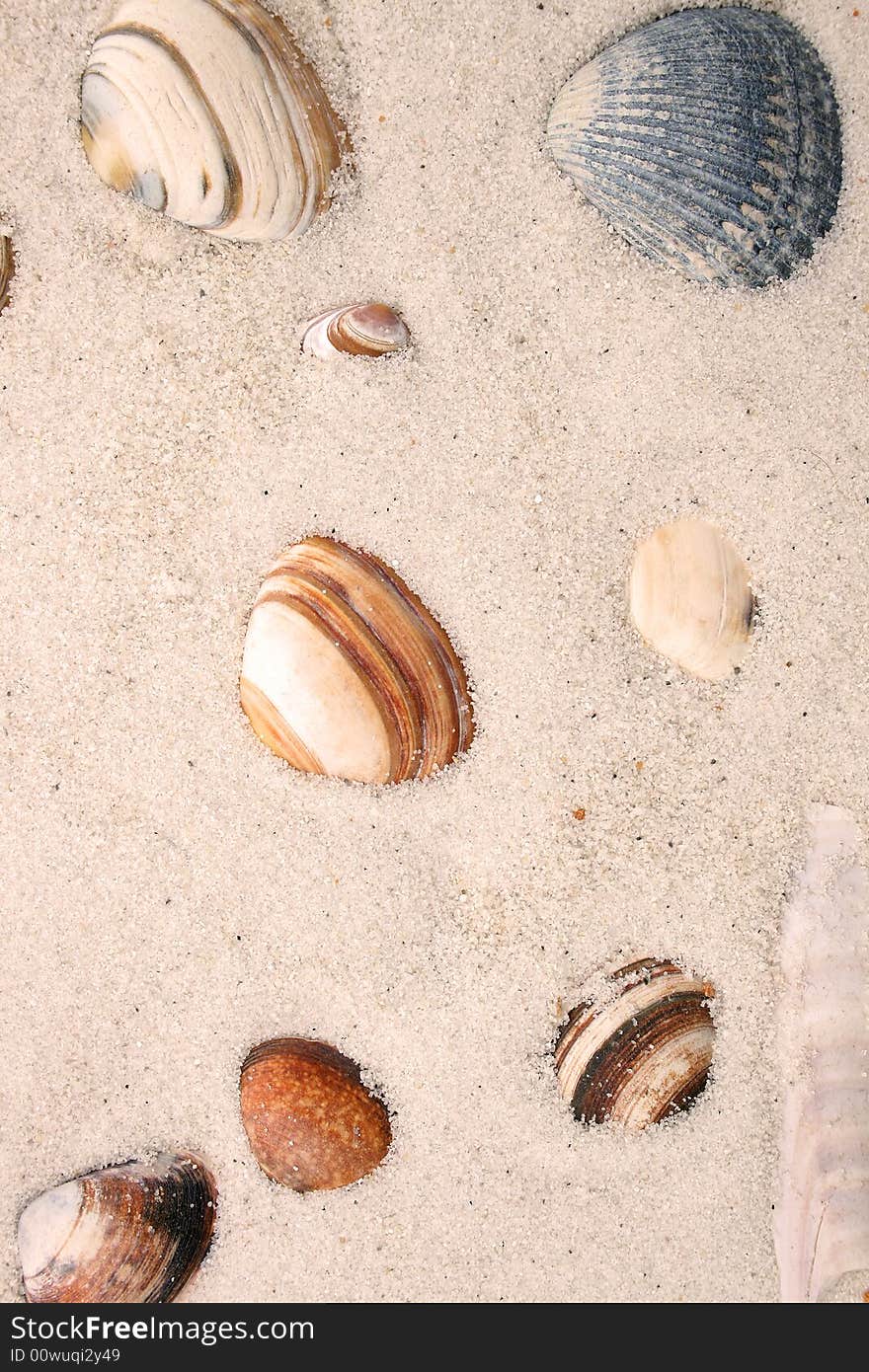 Sea shells on a beach