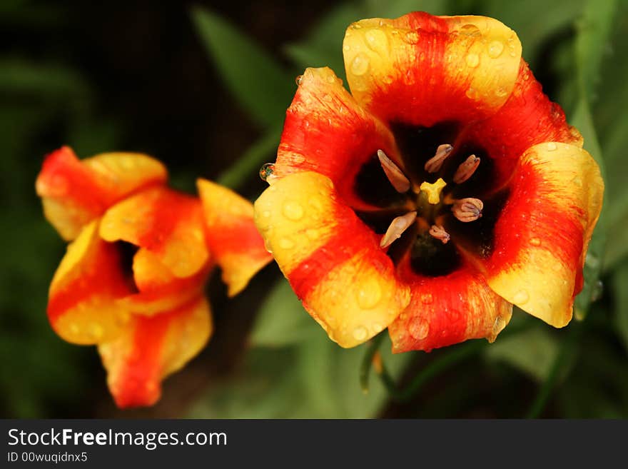 Two red, wet tulips in the garden.