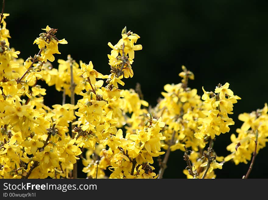 Yellow spring bloom flowering tree