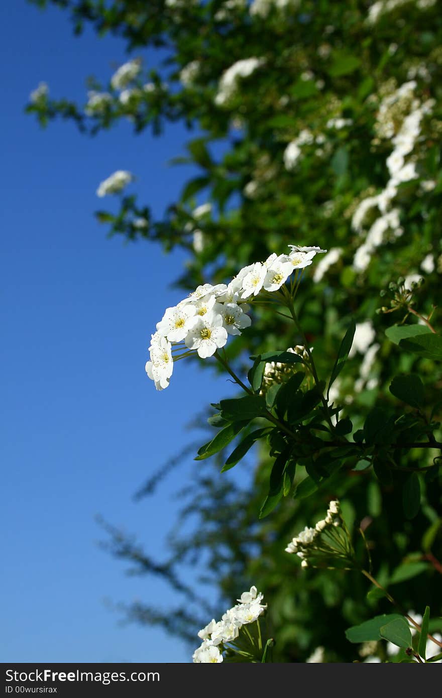 White flowers on a bush