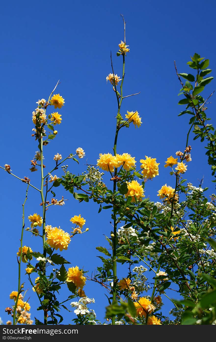 Yellow flowers