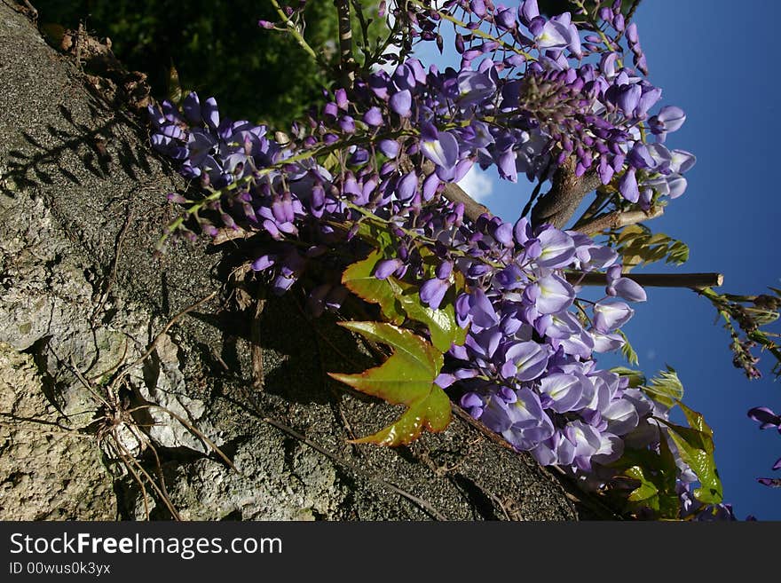 Wisteria with lilac pendent clusters growing against a