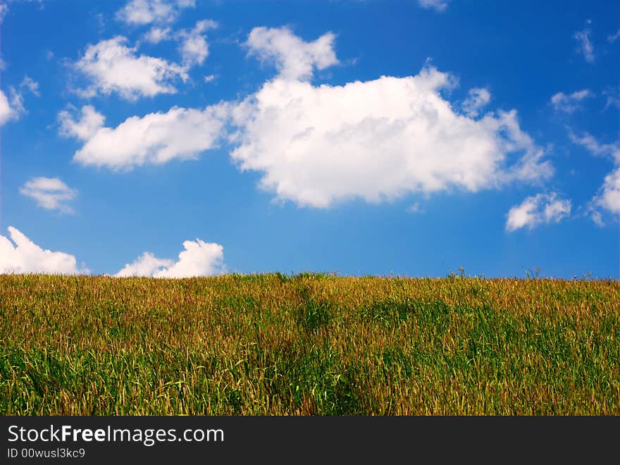 Summertime Meadow