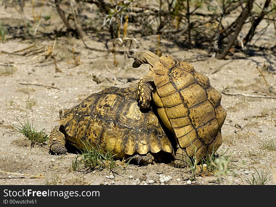 Copulating tortoises - KNP - South Africa