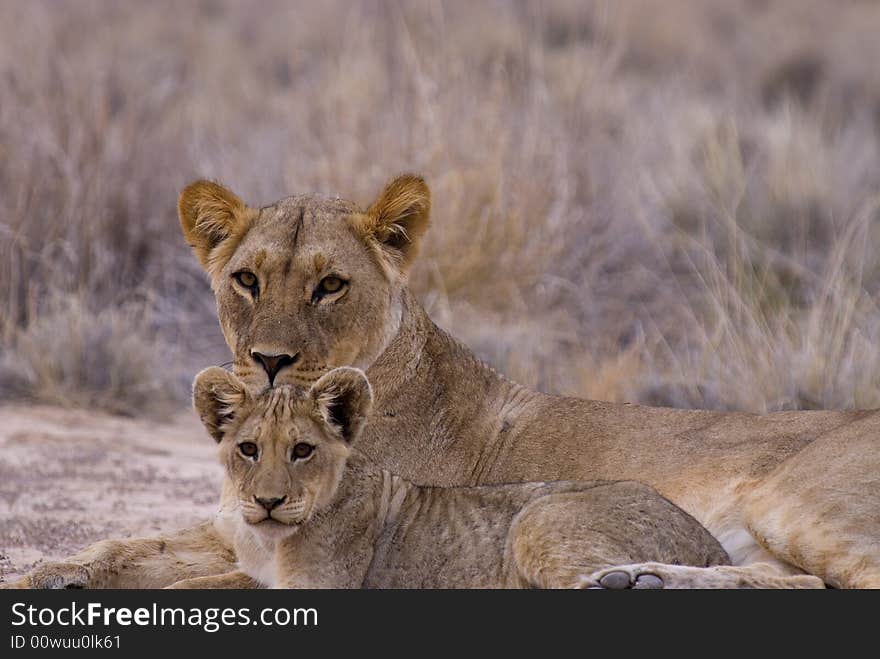 Lion mother with child - South Africa. Lion mother with child - South Africa