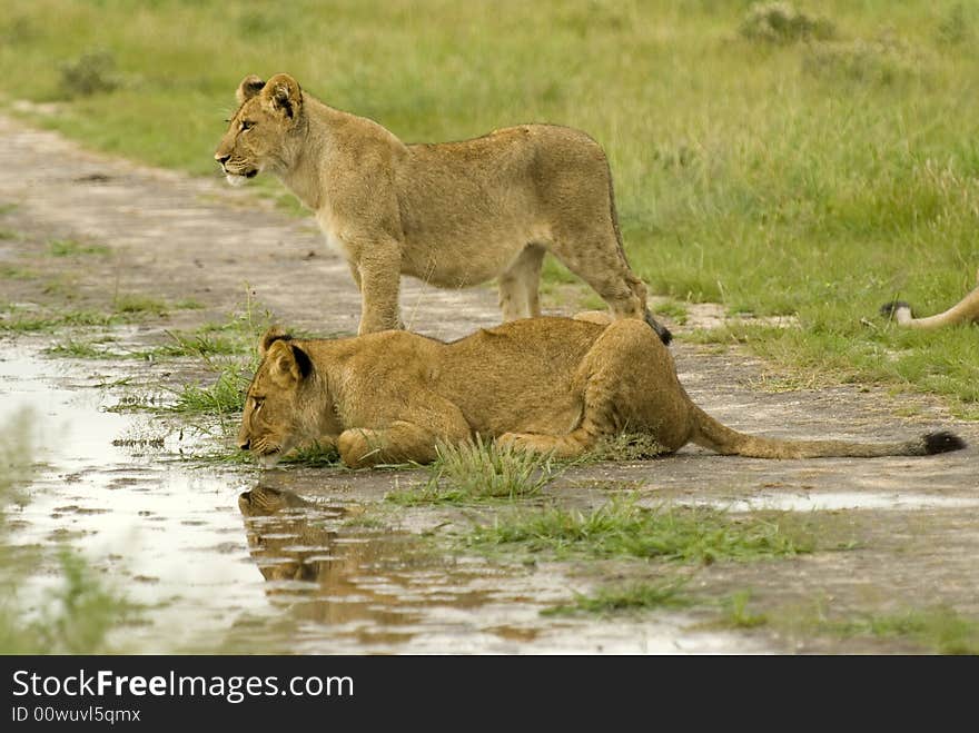 Two lions near to the water - South Africa