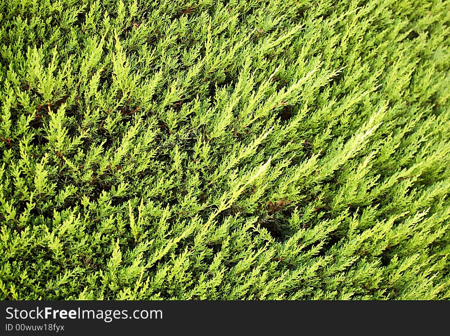 Thuja branches background