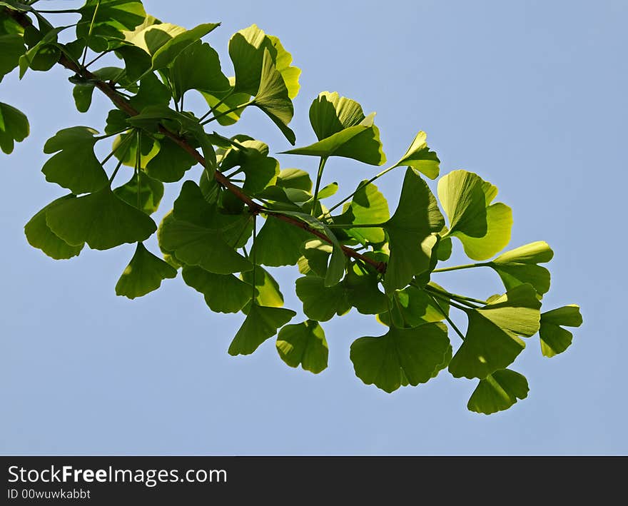 Branch of Ginkgo Biloba against blue sky