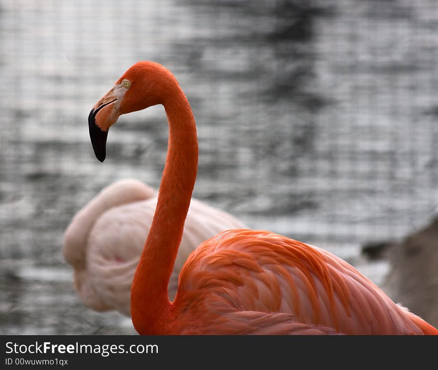 Flamingo