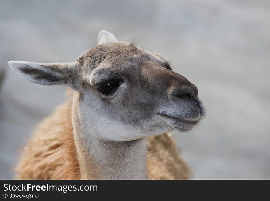 Llama Guanaco (Lama Guanicoe)