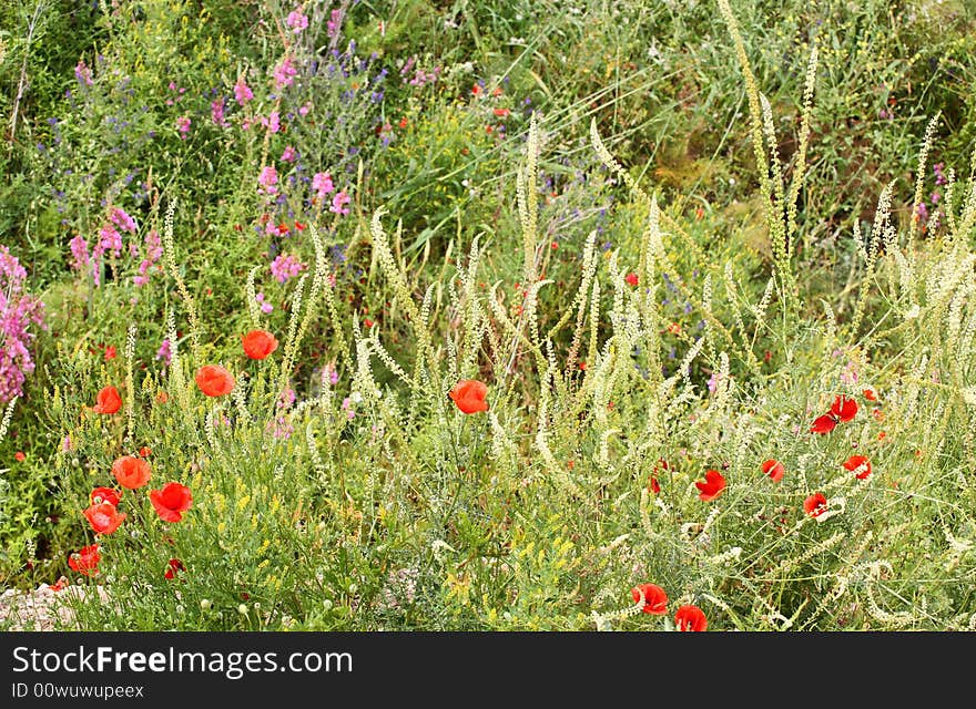 Summer meadow with red poppies