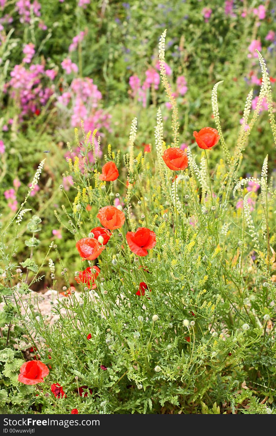 Summer meadow with red poppies and other seasonal flowers