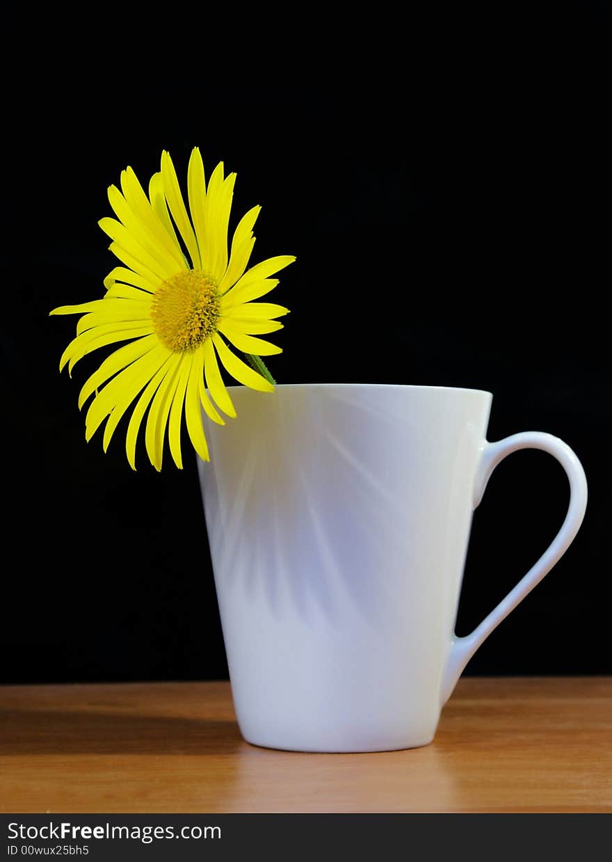 Camomile in a cup