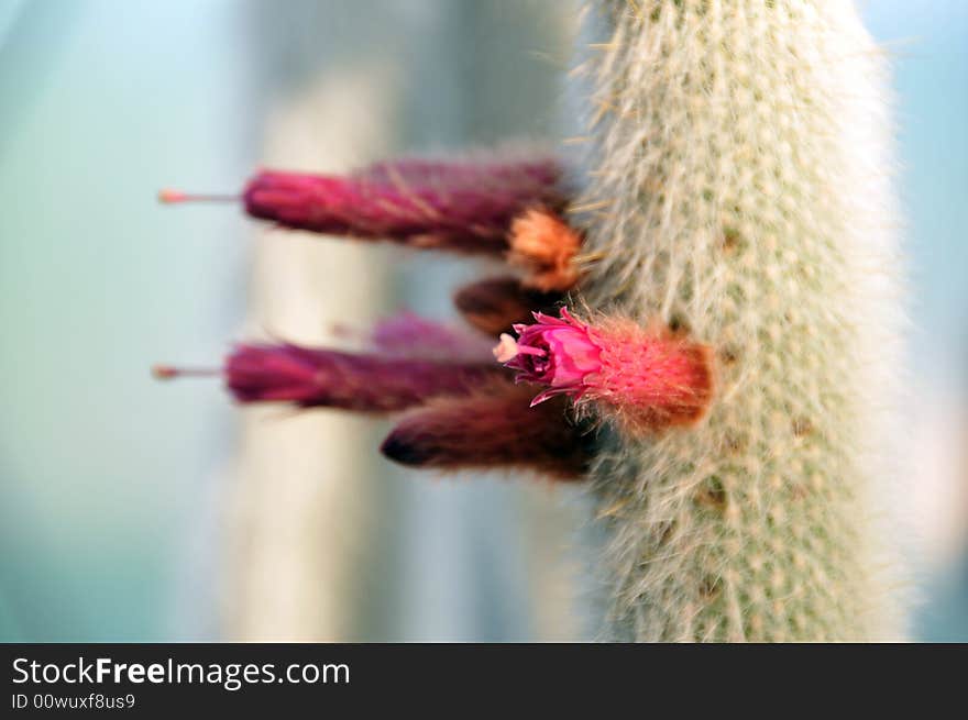 Cleistocactus straussi with several purple flowers. Cleistocactus straussi with several purple flowers