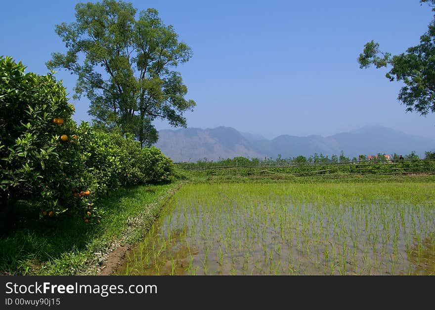 A ricefield at China.