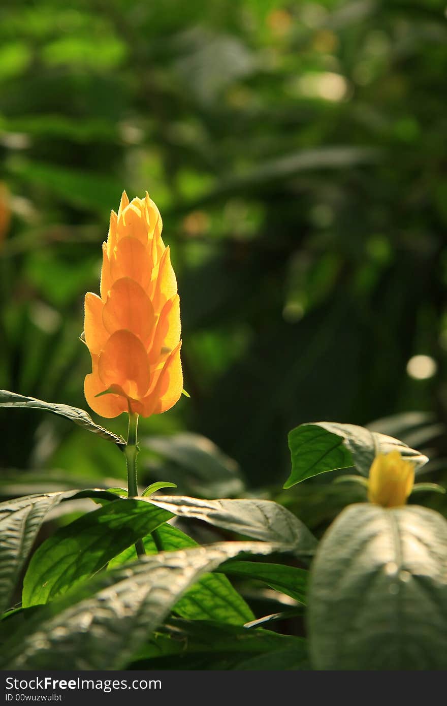 Orange plume