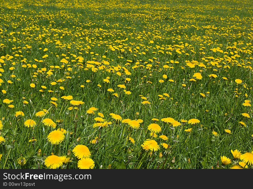 Dandelion's field - spring flowers. Dandelion's field - spring flowers.