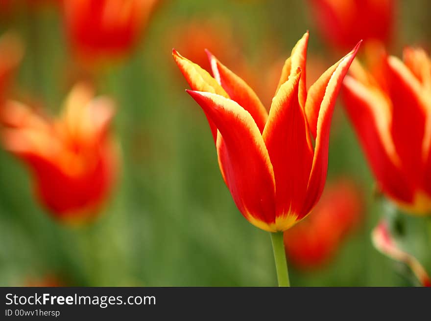 Close up on a beautiful red and yellow tulip