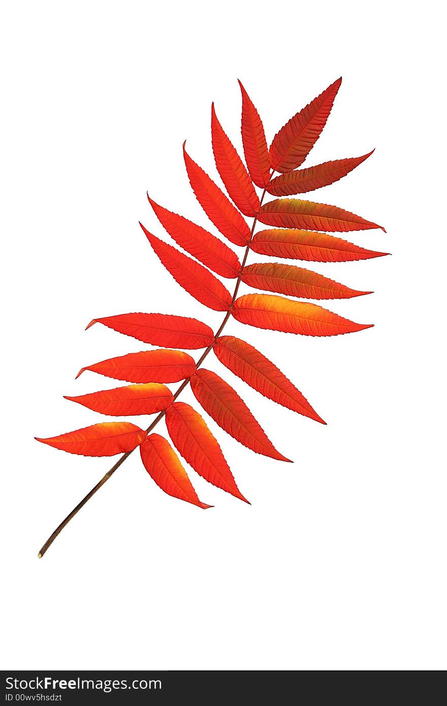 Rowan leaf in Autumn against a white background. (Sorbus Embley, known for its flaming scarlet color in Autumn.). Rowan leaf in Autumn against a white background. (Sorbus Embley, known for its flaming scarlet color in Autumn.)