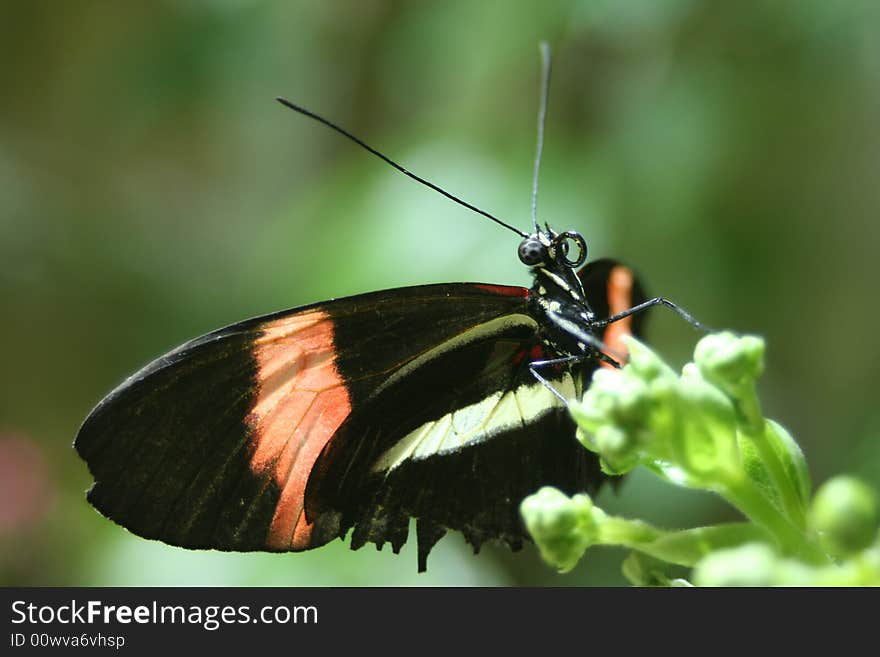 Closeup macro of a black and orange stripped butterfly. Closeup macro of a black and orange stripped butterfly.