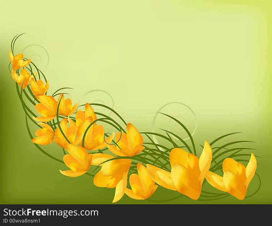 Flowerses of the crocus. Vector illustration