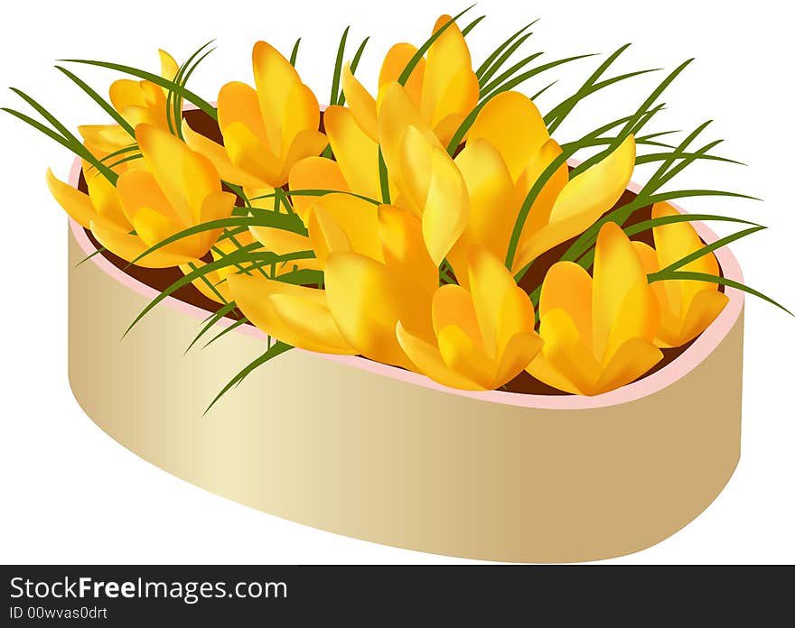 Flowerses of the crocus. Vector illustration