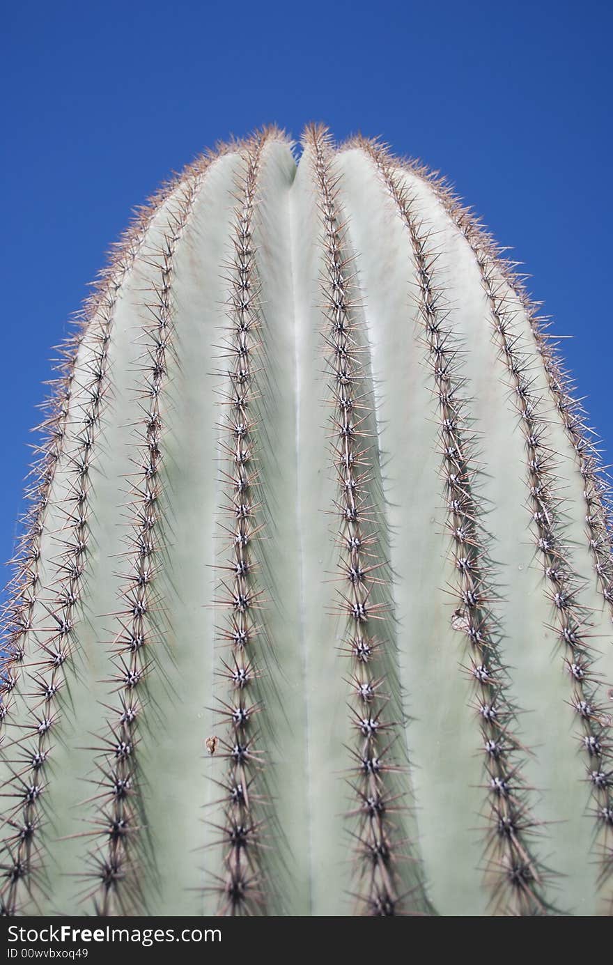 Prickly spines of a saguaro show themselves on a sunny day in Mesa, Arizona.